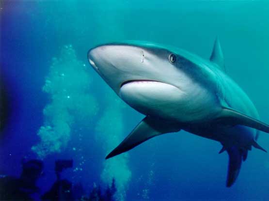 blue shark
