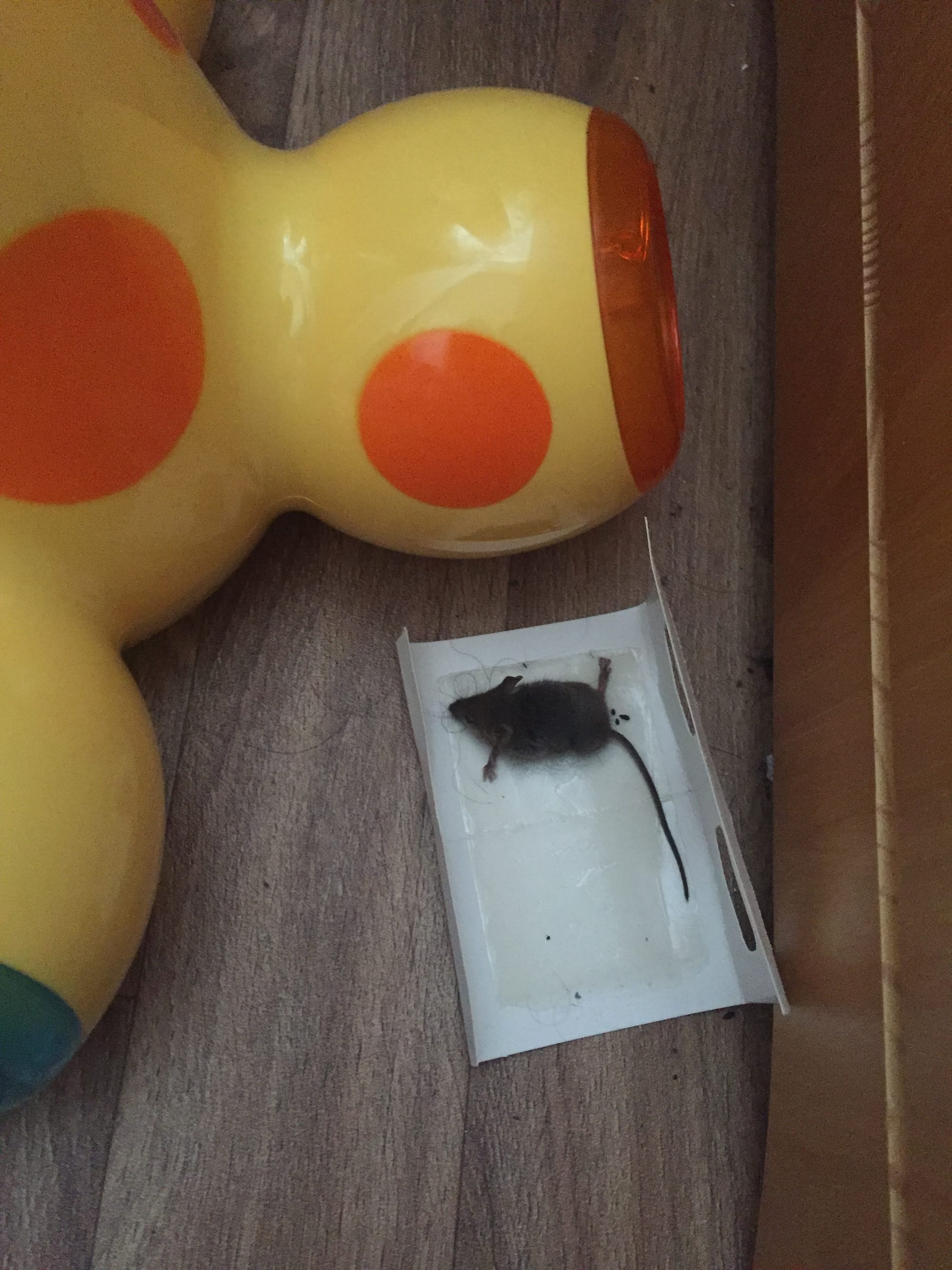 Dead mouse next to brightly coloured child's toy