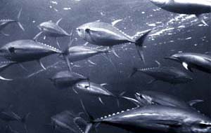 shole of tuna fish