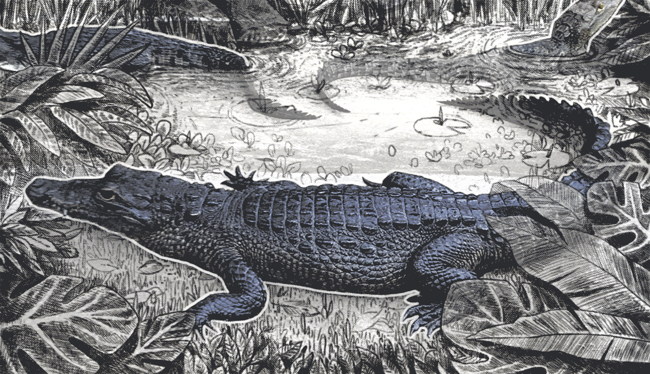 ¿Pueden las granjas de cocodrilos y tortugas reducir el ecotráfico en México?