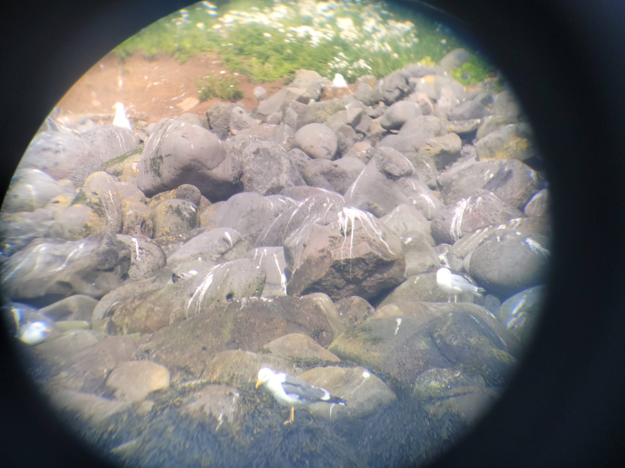 A photo taken down the lens of a binocular showing a number of seagulls perched on piles of rocks