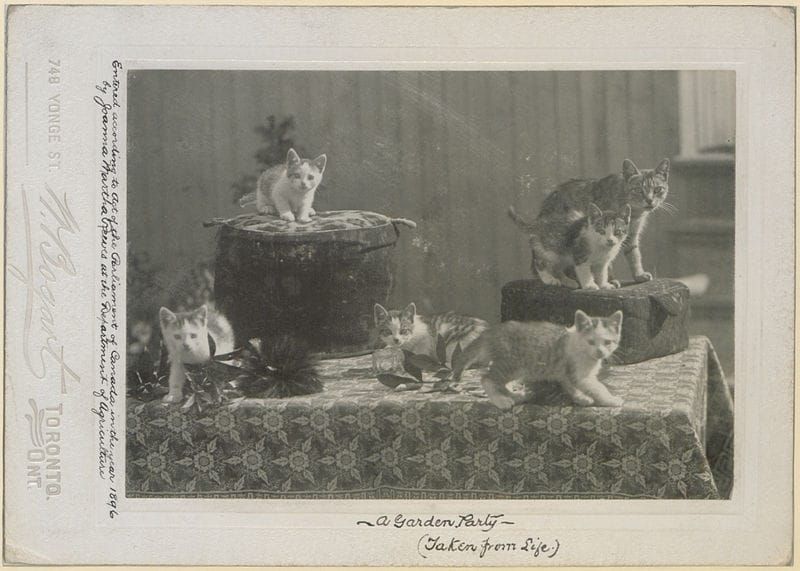 A black and white photo of five kittens and an adult cat posing on a table, captioned "a garden party (taken from life)"