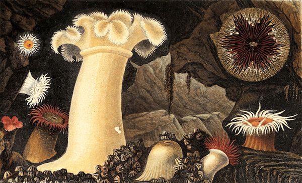 A lithographic print of various brightly colored anemones against a dark, rocky background.
