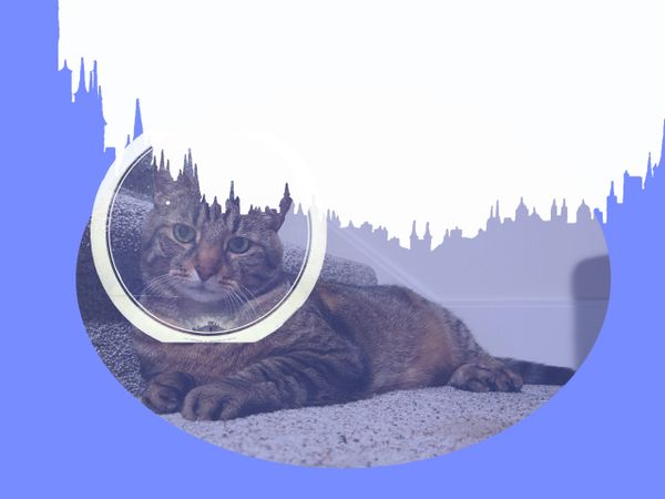 An image of a large tabby cat laying down on a carpeted floor. The cat appears to be wearing a space helmet sprinkled with re