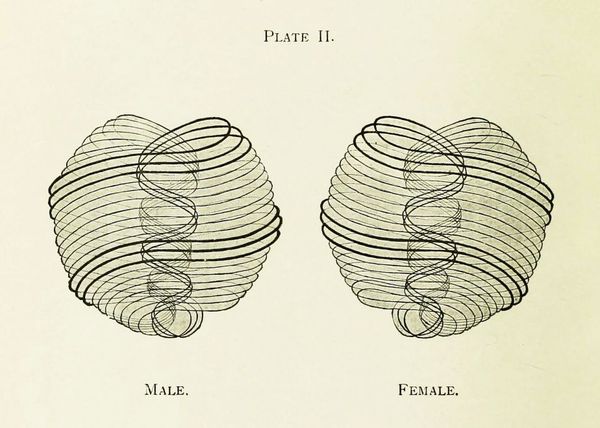 A diagram showing two mirrored swirling shapes, both abstract. One is labeled "Male" and the other "Female".