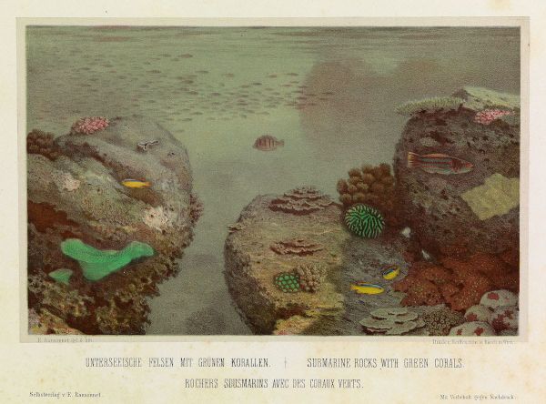 A colorful lithograph of a coral reef populated by tropical fish