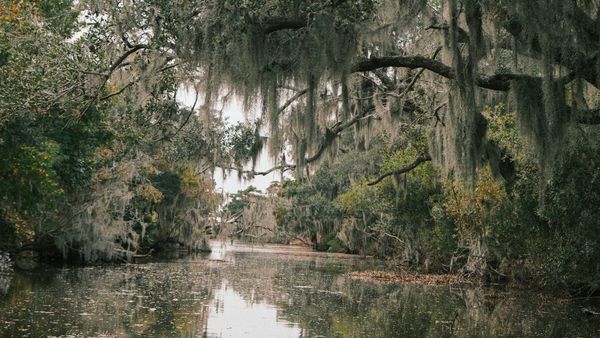 A landscape image of a shadowy swampy waterway with dense foliage and long strands of spanish moss.