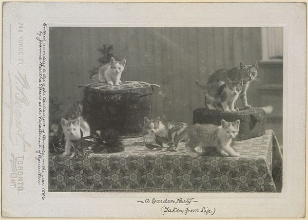 A black and white photo of five kittens and an adult cat posing on a table, captioned "a garden party (taken from life)"