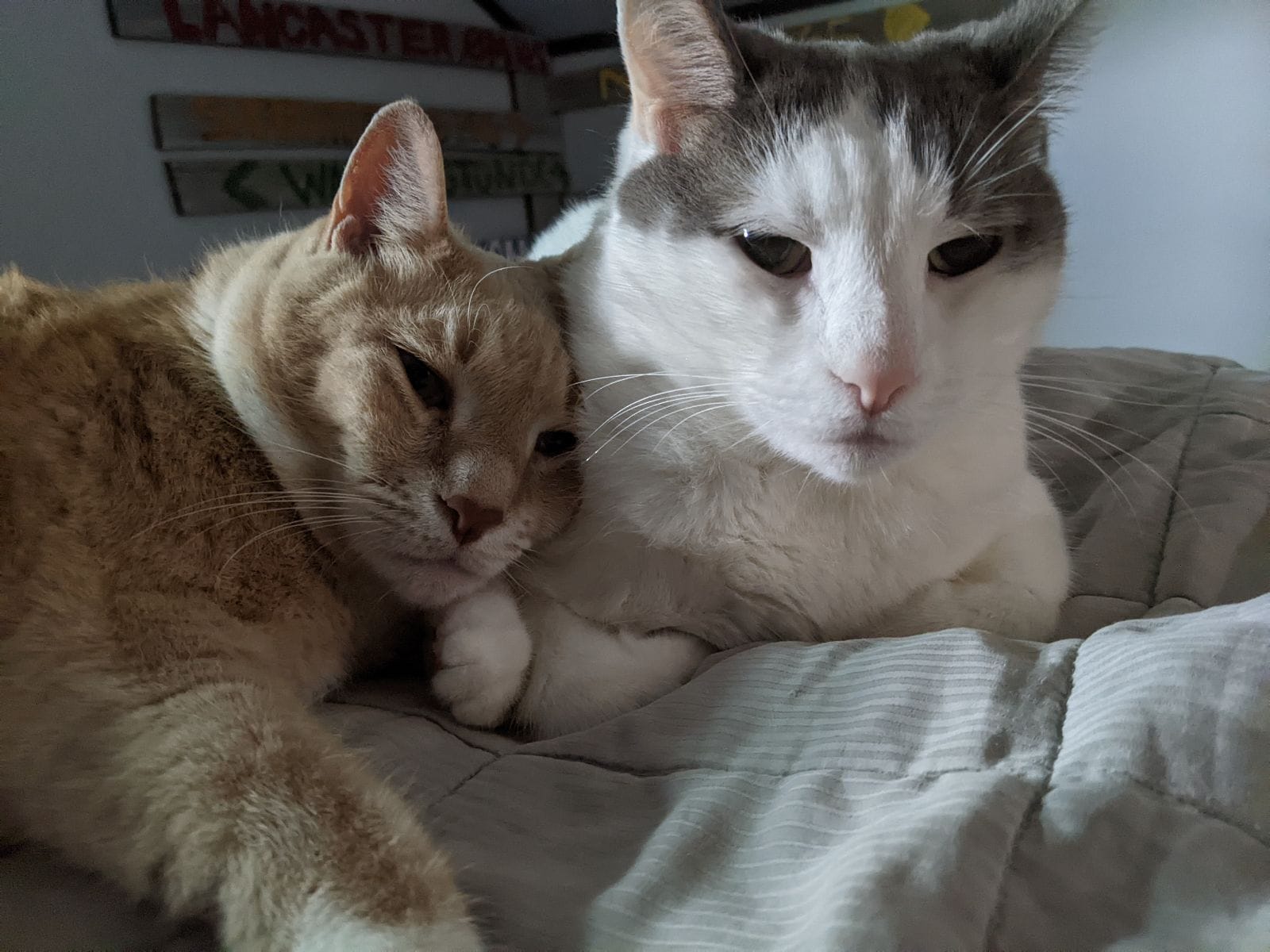 The kittens are now chonky chonks.