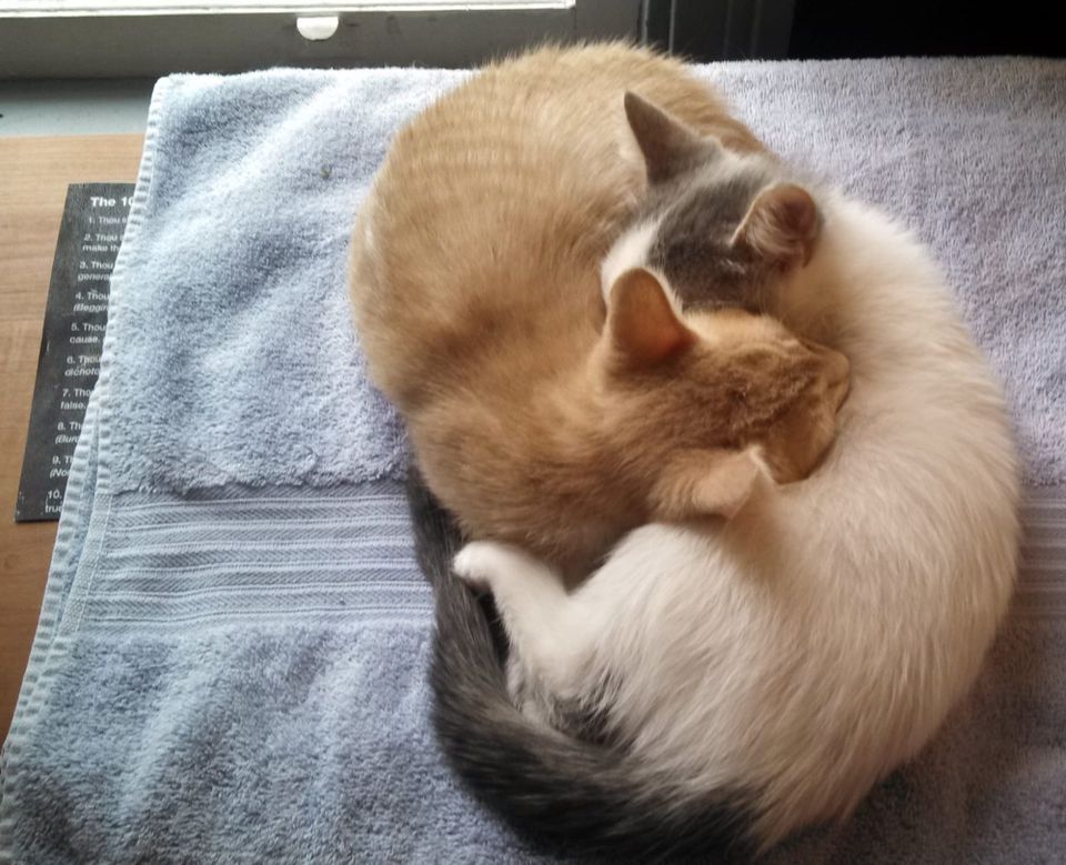 Two kittens - one white and gray and one ginger - are wrapped around each other, sleeping.