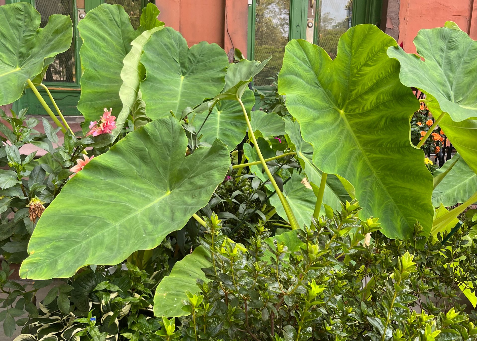 gigantic leaf