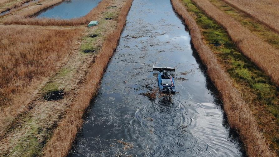 Waterschap zet harkboot in tegen exotische plant bij Belt-Schutsloot