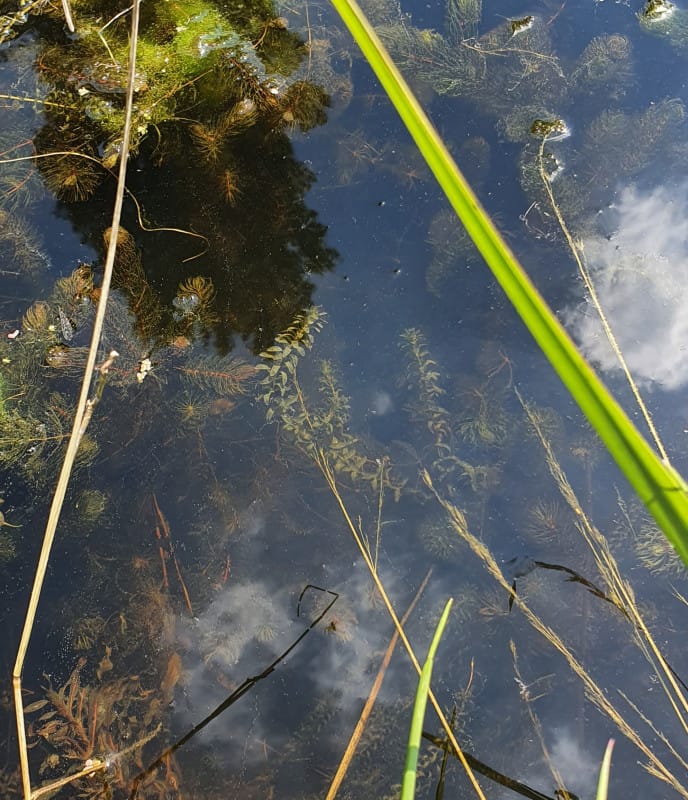 13. Brede waterpest