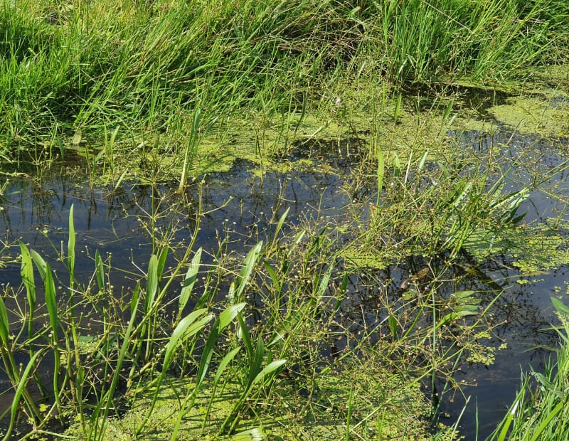 14. Smalle waterweegbree