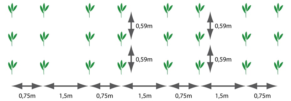 afbeelding 2 schematische weergave van het Zweedse aanplantsysteem