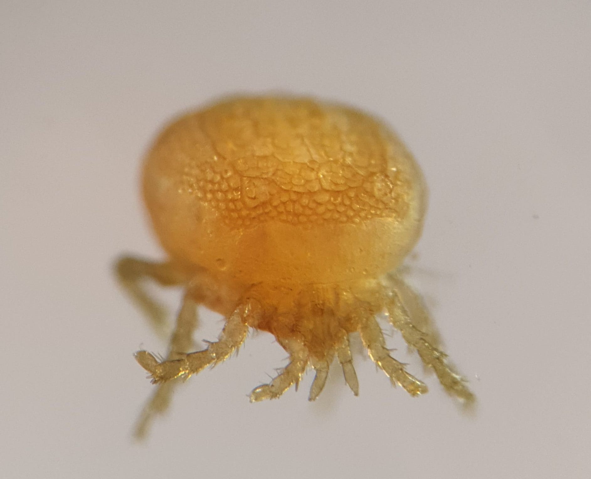 5. Thyopsis cancellata