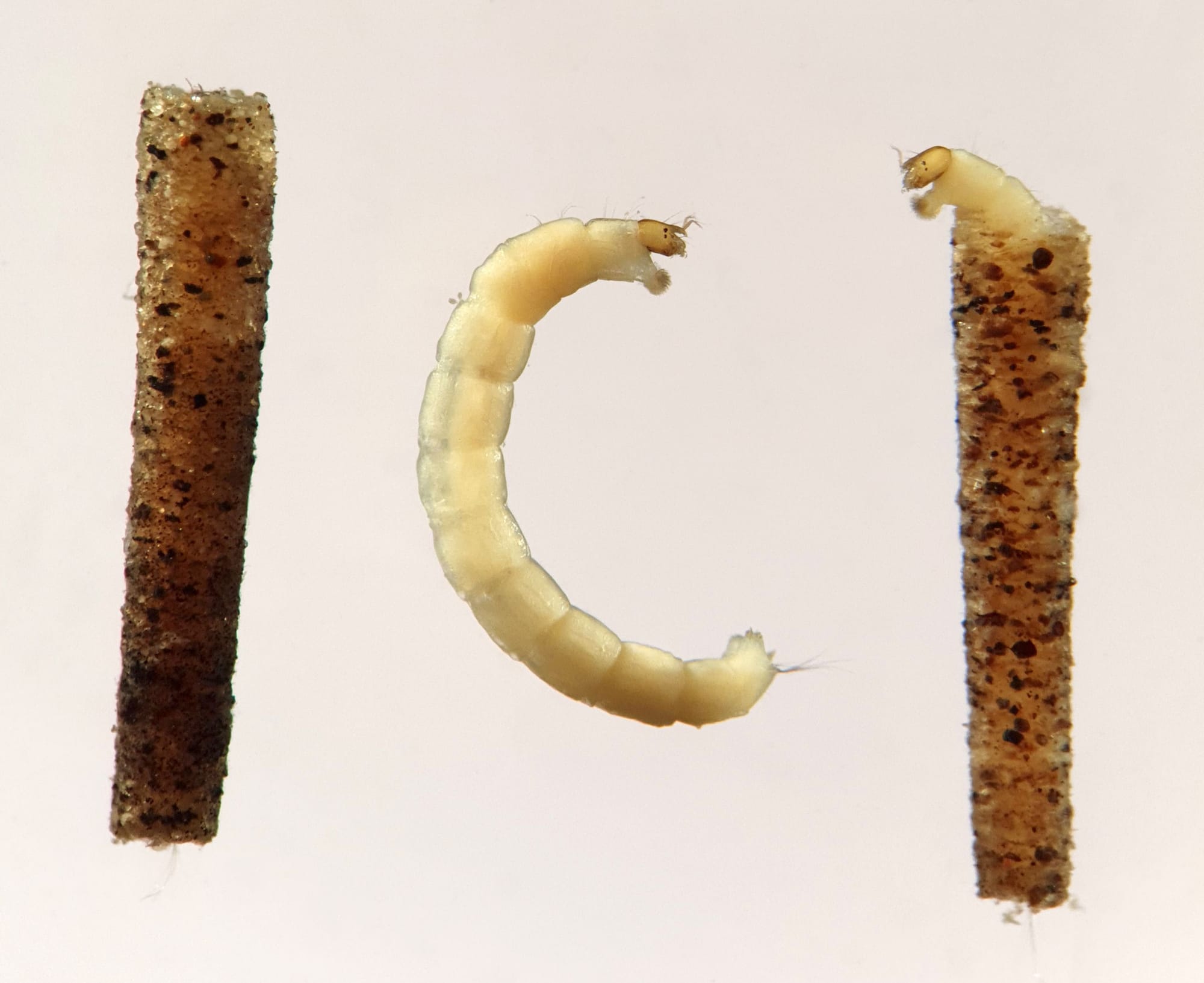 8. Zavrelia pentatoma