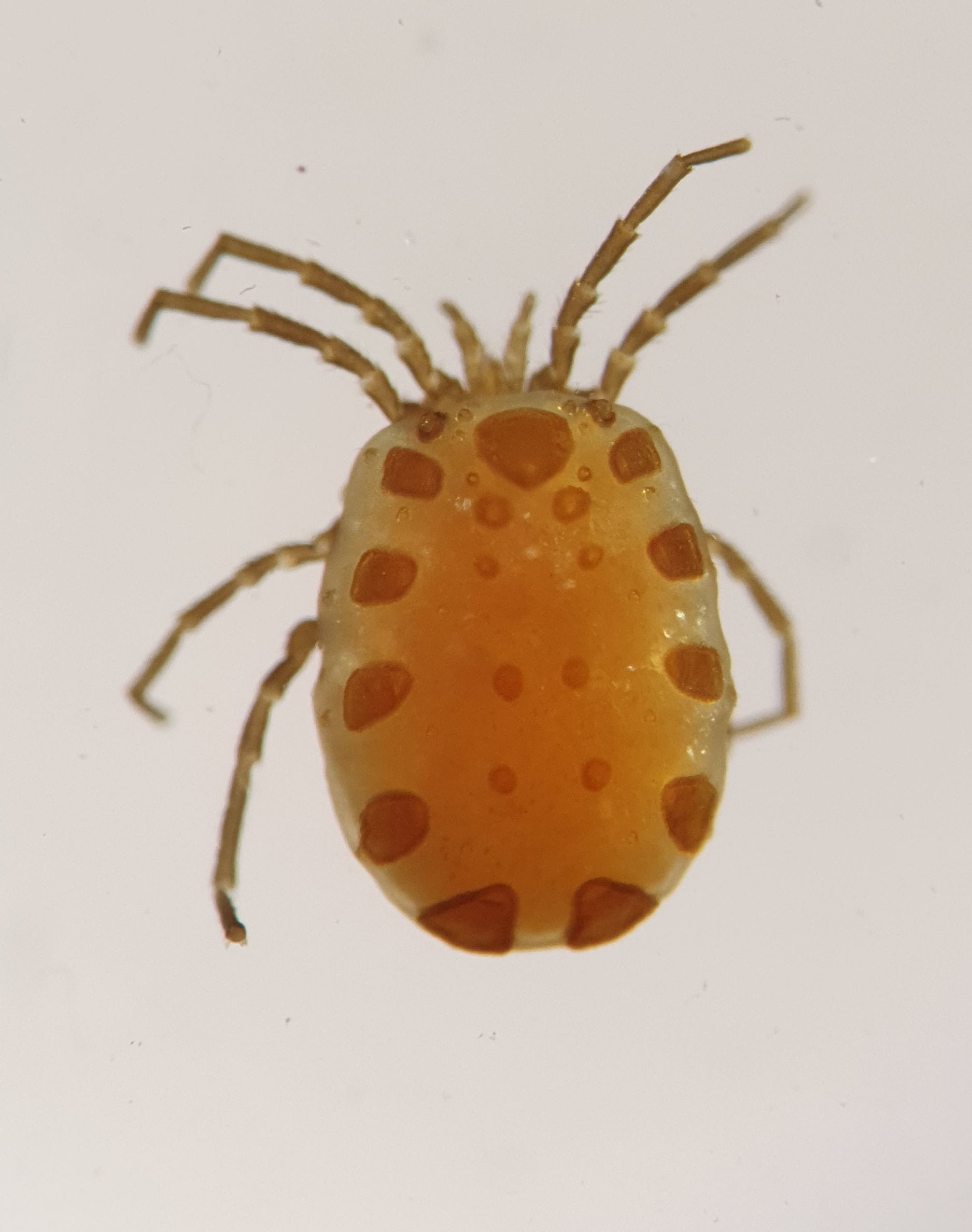 9. Parathyas thoracata