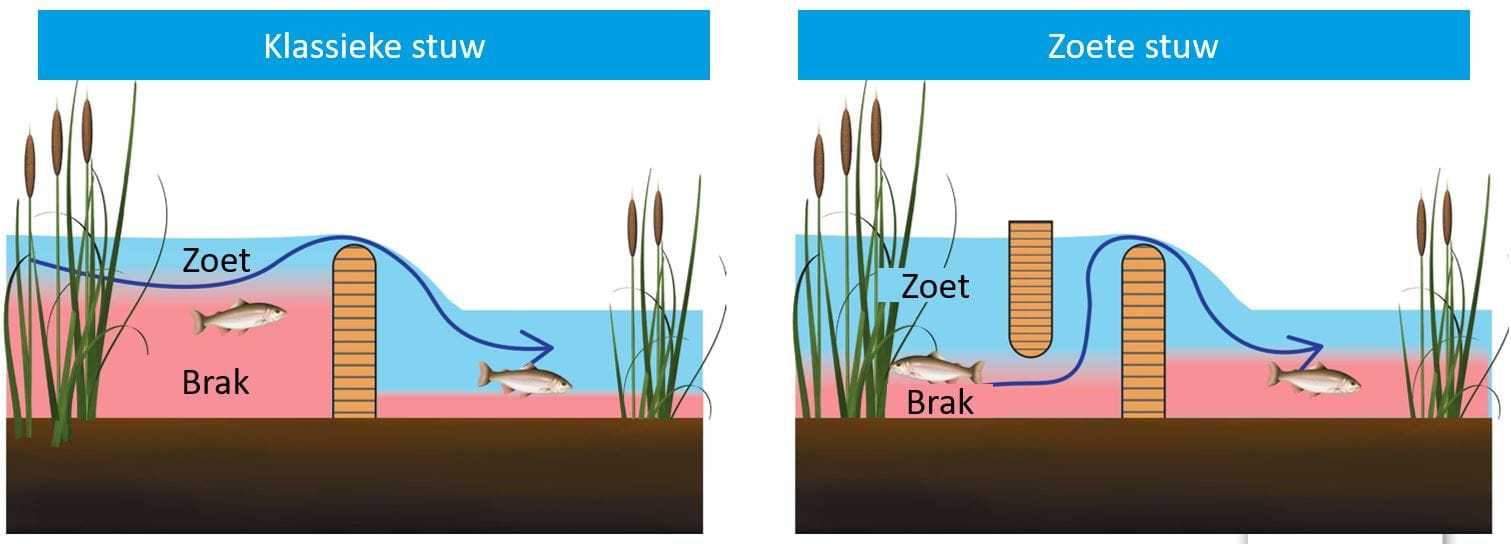 Afbeelding normale en zoete stuw