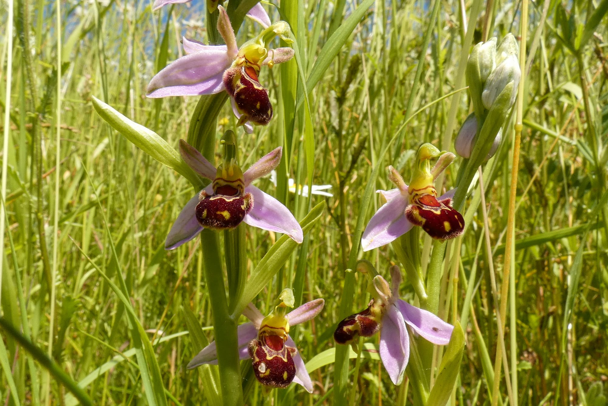Afbeelding 2 P1130947 2 Bijenorchis