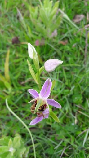 Bijenorchis 