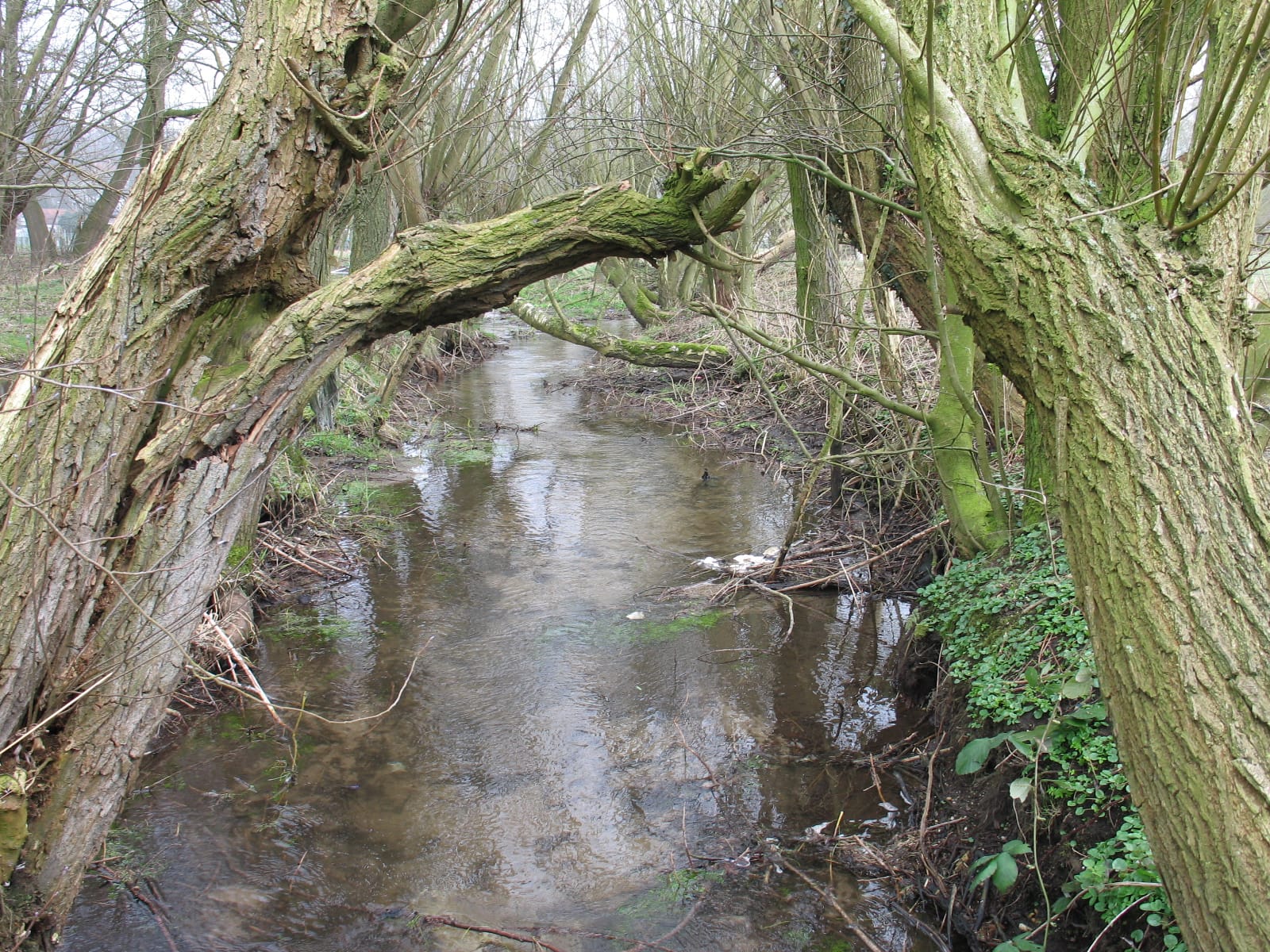 Fig1