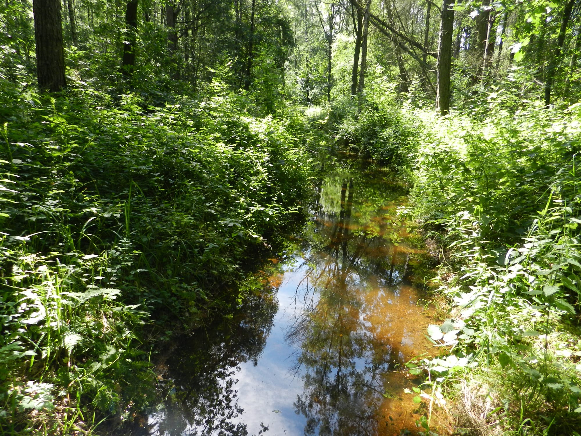 Foto Voorsterbeek 2016