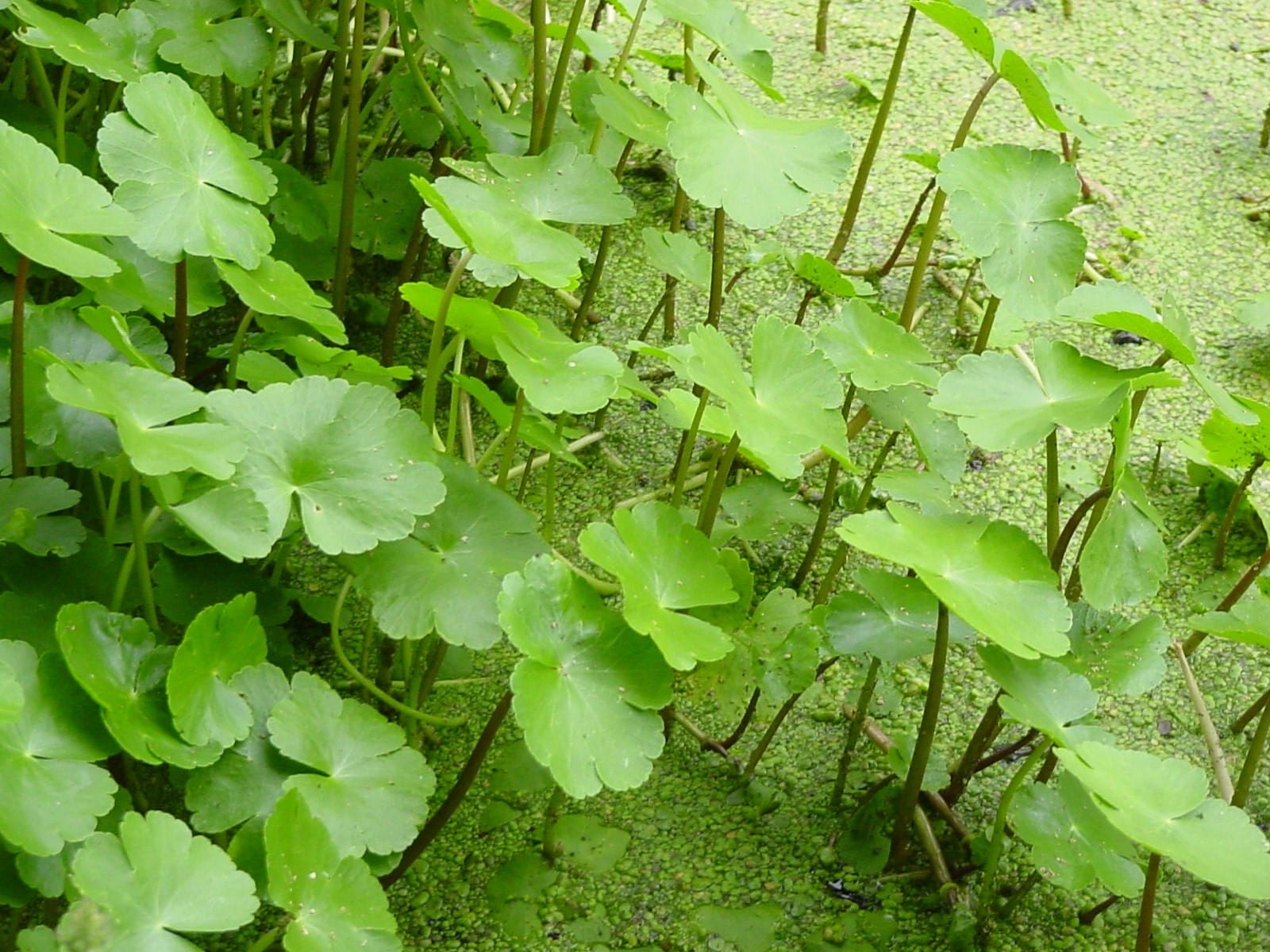 Grote waternavel