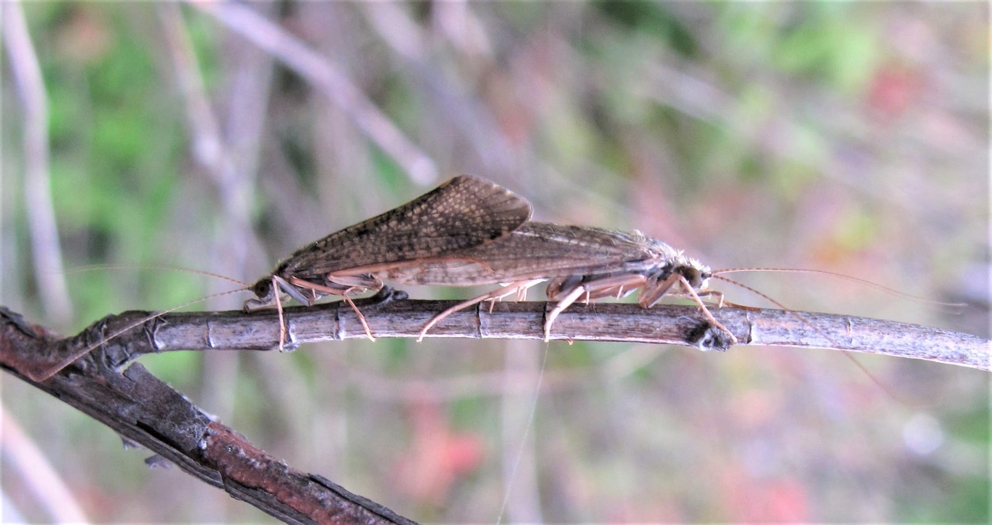 Hydropsyche bulgaromanorum. D. Tempelman