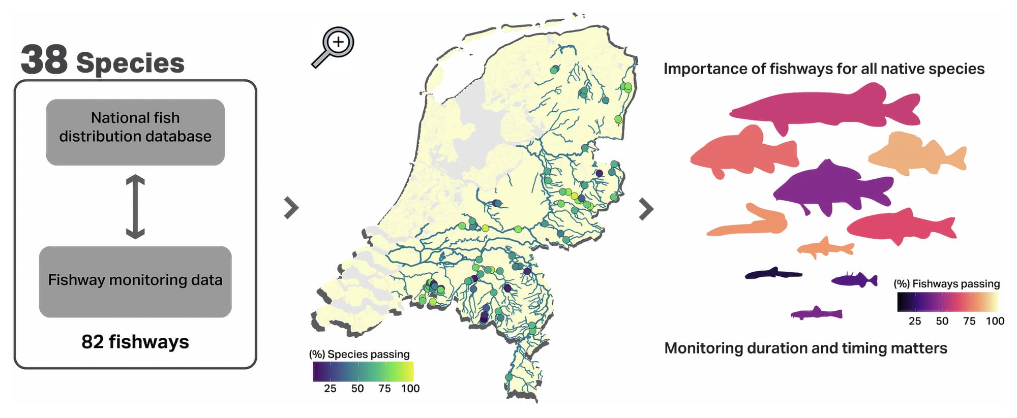 Infographic WUR onderzoek vispassages loep 