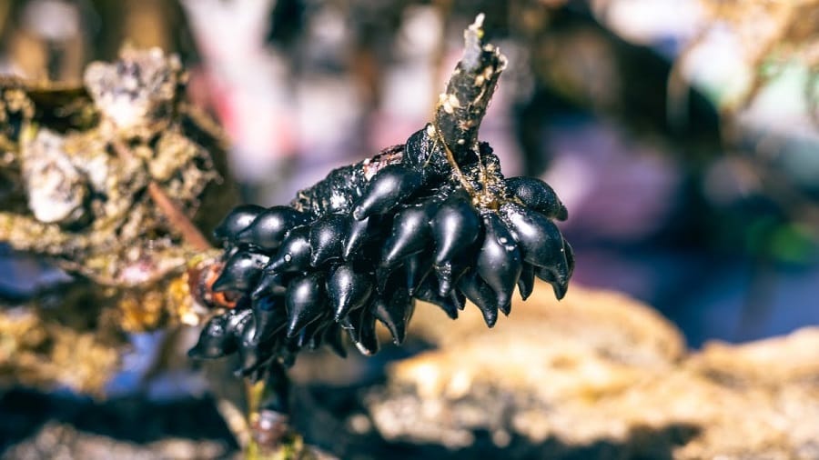 Inktviseieren perenrif