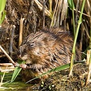 Muskusrat