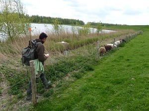 Muskusrattenbestrijder op pad