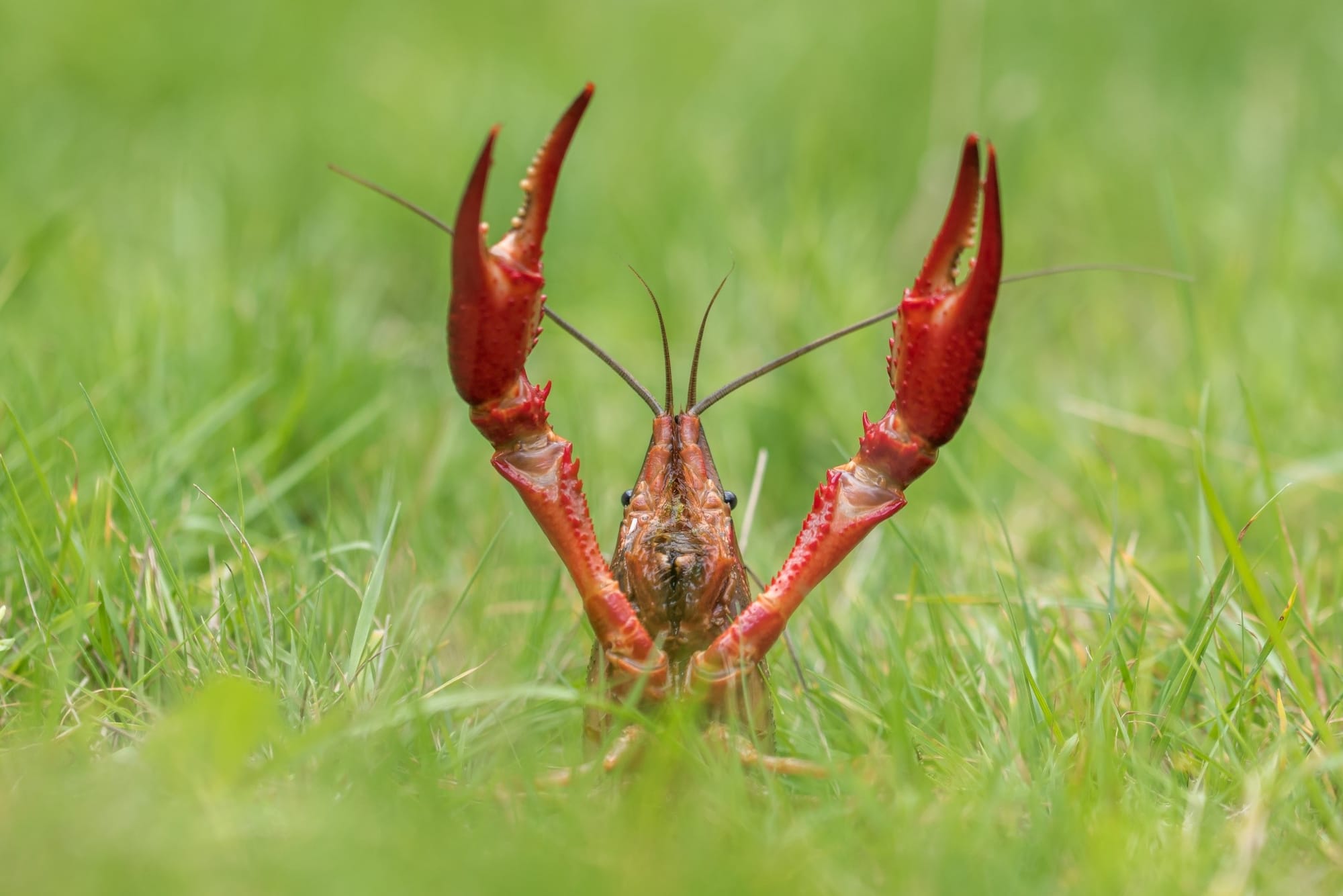 Rivierkreeft1
