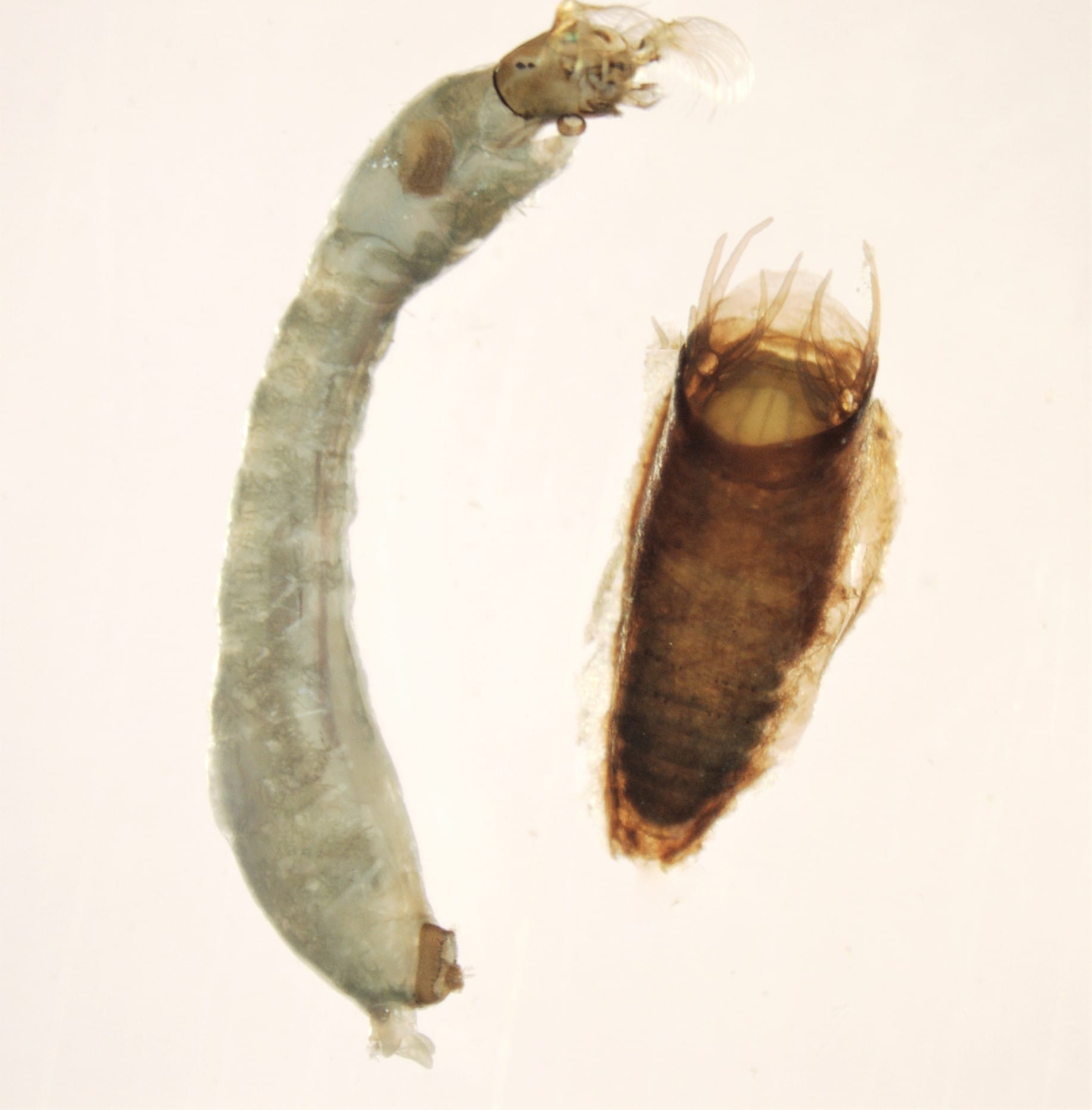 Simulium lineatum. M.J. Sanabria AQUON