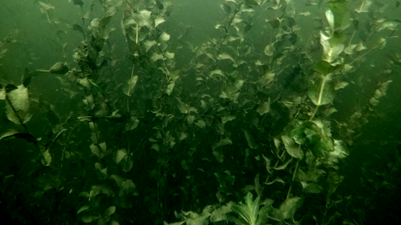 WaterplovAfbeelding 1