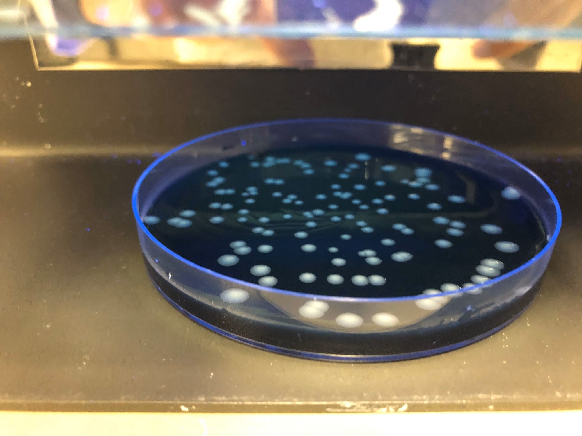 legionellapneumophilaafbeeling2