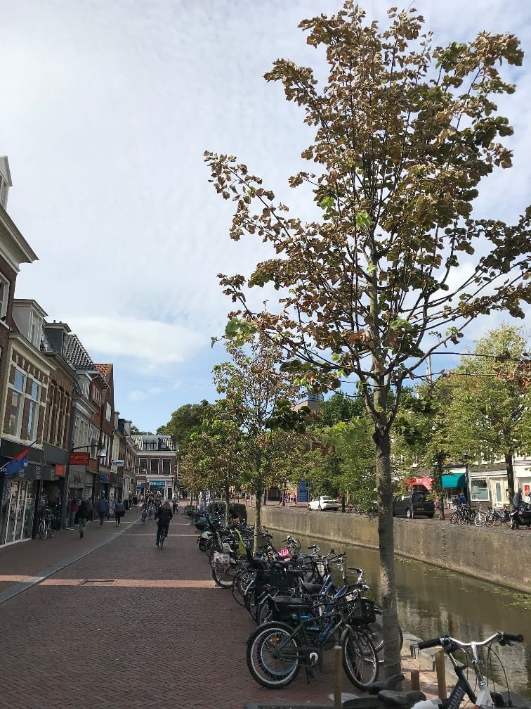 matige groeiplaats