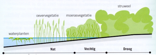 natuurvriendelijke oever