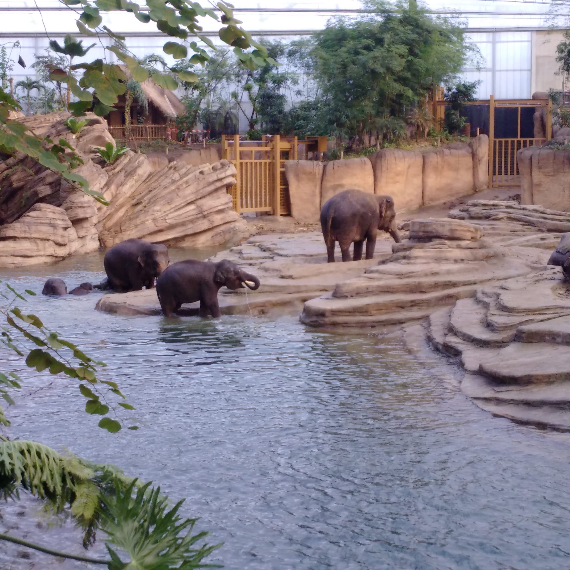 olifanten in het water