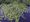 Exotische waterplanten woekeren flink door