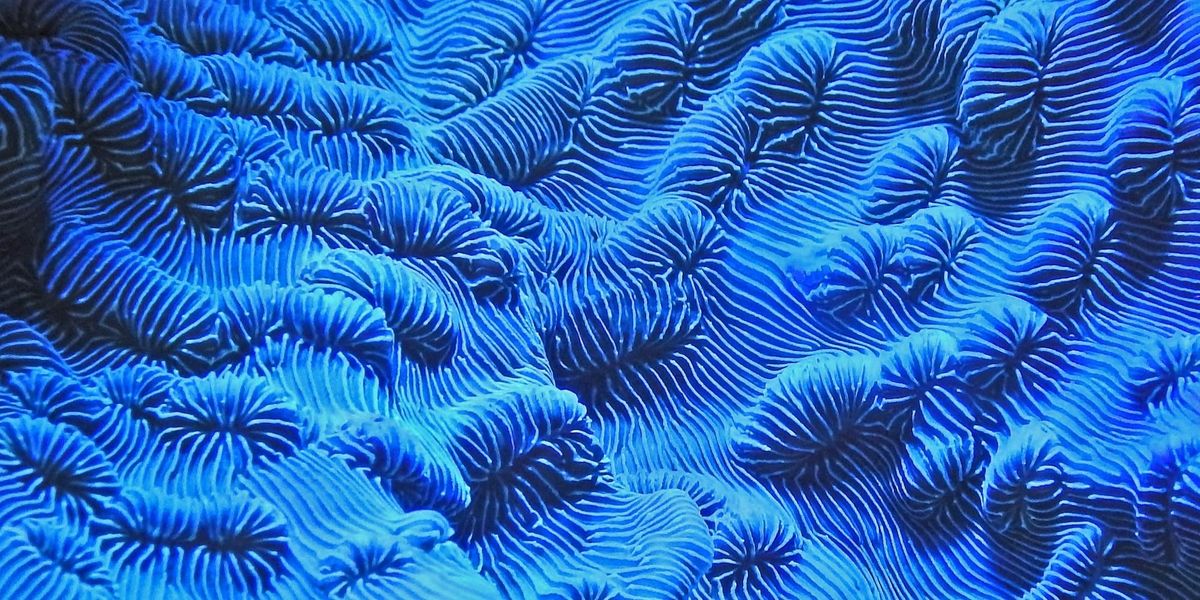 How Bioluminescent Bacteria Create Living Paintings