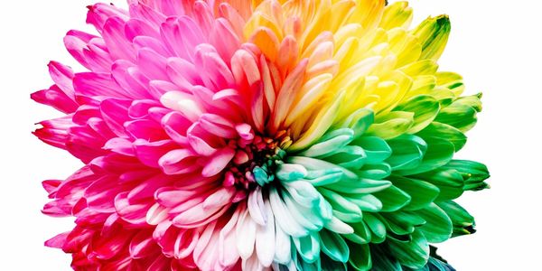 Color Harmony Isn't About Following Rules You Learned in School