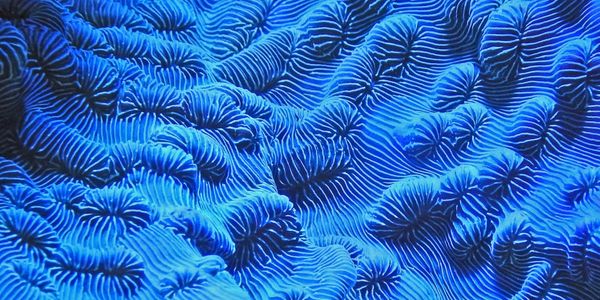 How Bioluminescent Bacteria Create Living Paintings