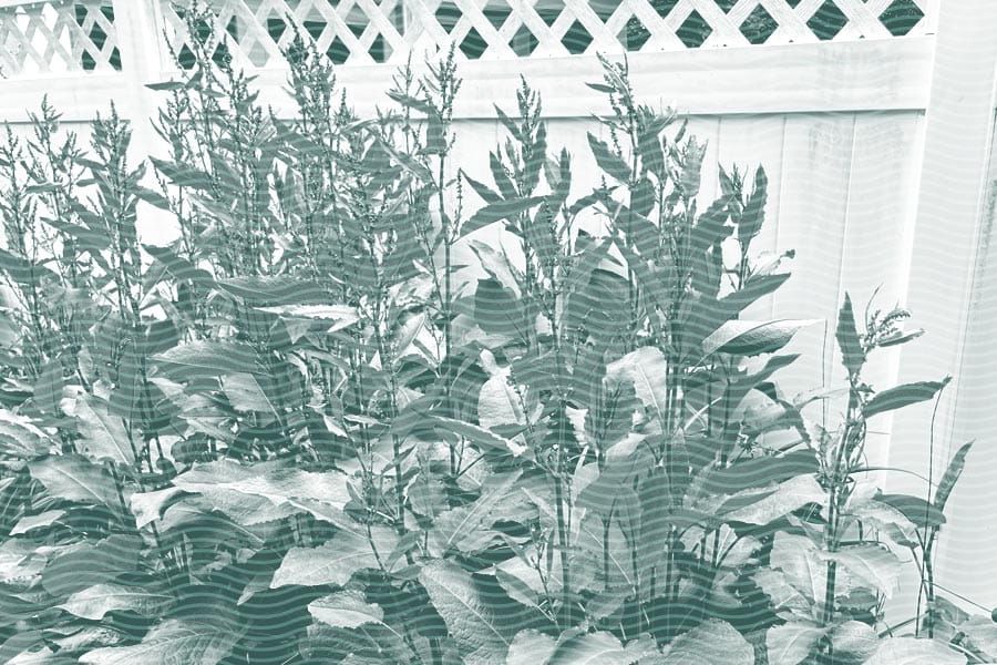 Vol.39 Stroll through the herb garden