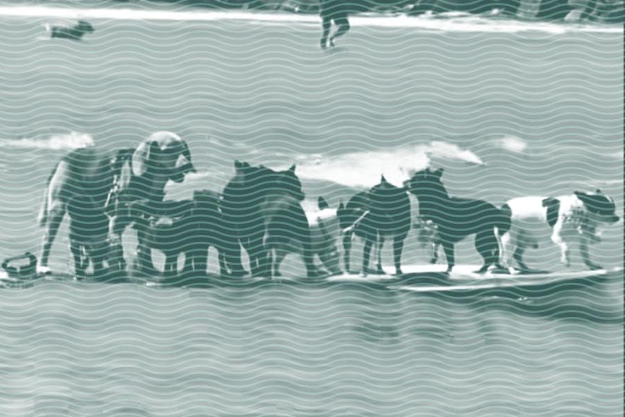 Vol.41 Puppies in the deep end?