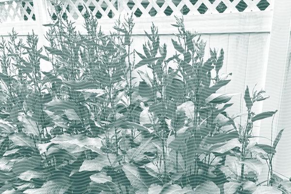 Vol.39 Stroll through the herb garden