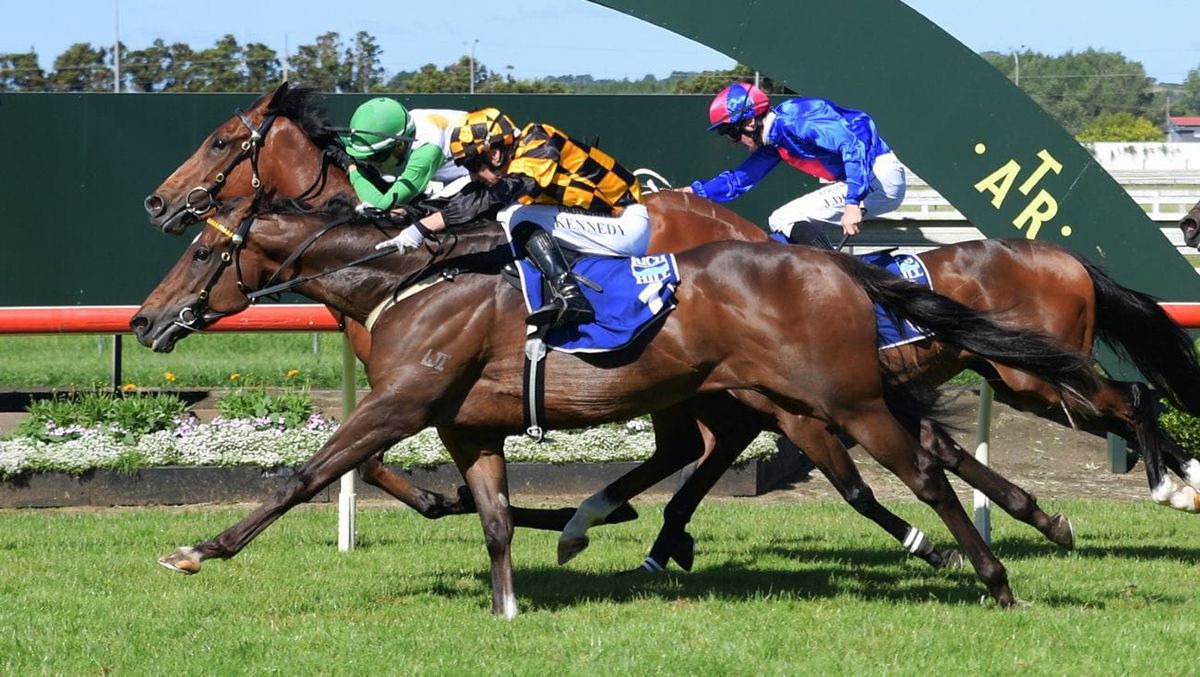 Habana in test curtain raiser at Ellerslie