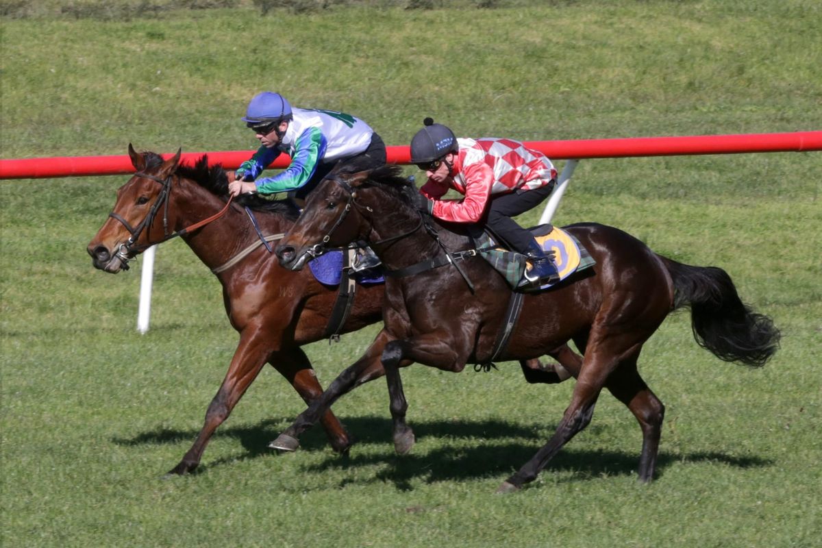 Opportunity for well-bred 3YO to shine