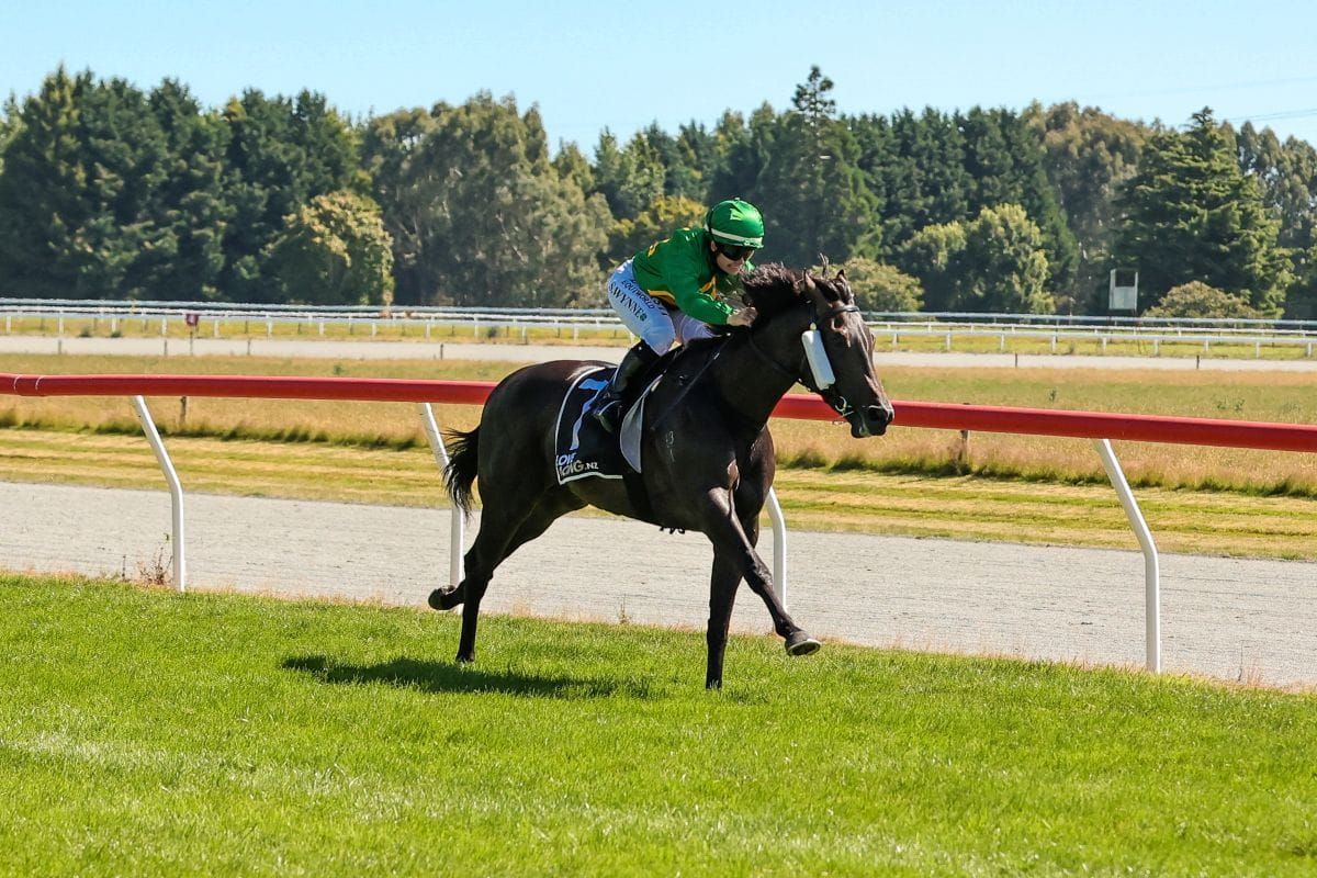 Pivotal Ten named South Island Horse of the Year